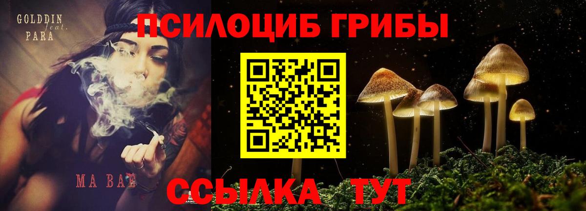 Камышин  цены   Вход с VPN  Псилоцибиновые грибы Psilocybine cubensis 